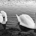 Beautiful Swans  by bizziebeeme