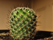 5th Jan 2020 - Cactus