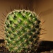 Cactus by isaacsnek