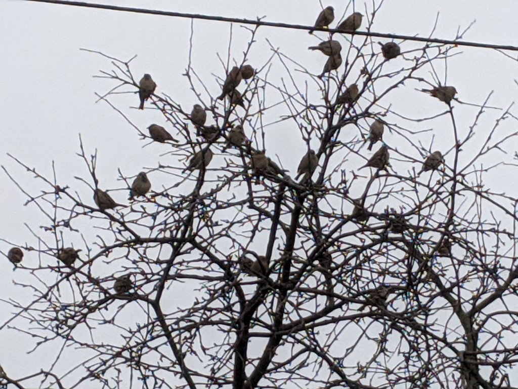 Birds in a Tree by photogypsy
