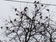 12th Jan 2020 - Birds in a Tree