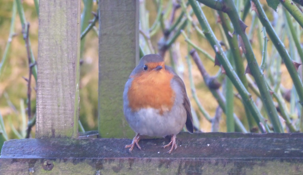 This Robin is all fluffed up to keep warm in winter weather by snowy