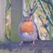 This Robin is all fluffed up to keep warm in winter weather by snowy