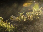 12th Jan 2020 - Sunlight on moss