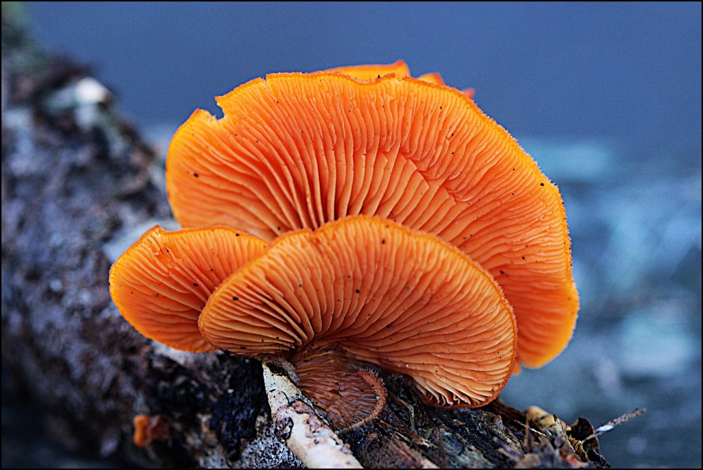 Flashy Fungi by olivetreeann