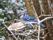 12th Jan 2020 - Just Another Jay