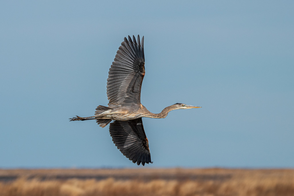 Great Blue Heron of Forsythe by swchappell