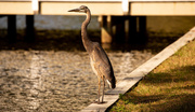 12th Jan 2020 - Blue Heron Waiting for Something to Pass By!