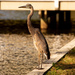 Blue Heron Waiting for Something to Pass By! by rickster549
