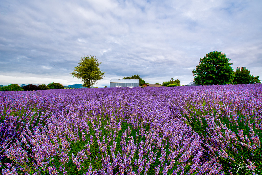 Alphra Lavender Farm by yorkshirekiwi