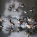 Wild Geese by lynnz
