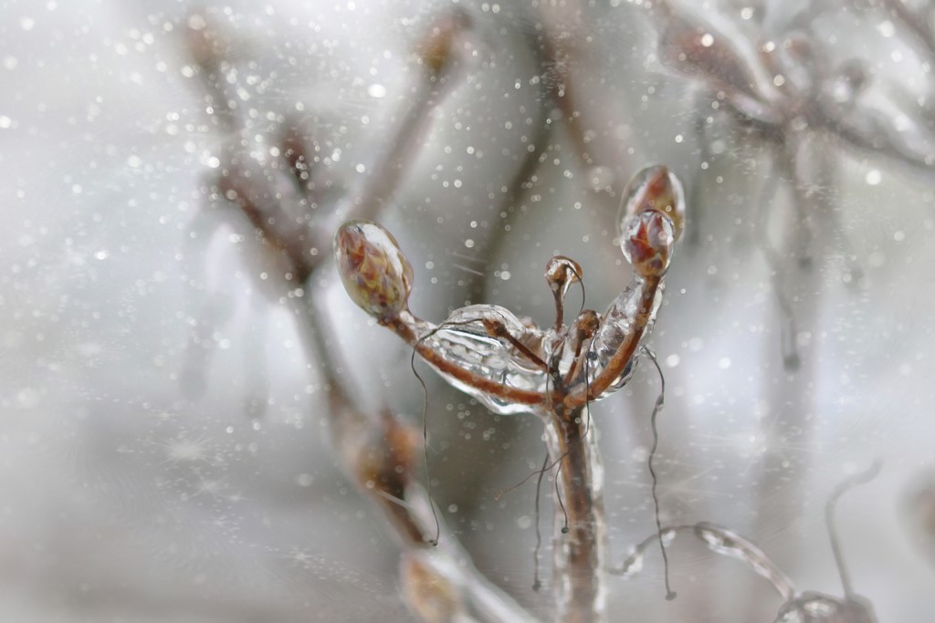 Ice Covered Buds by lynnz