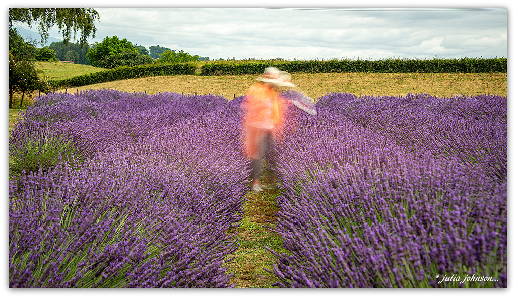 Always make time to smell the Lavender... by julzmaioro