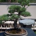 Bonsai tree by stillmoments33