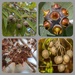 Eucalypti nuts by gosia