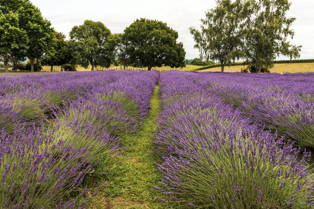 Lavender Farm #1 by nickspicsnz