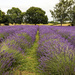 Lavender Farm #1 by nickspicsnz