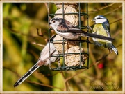 13th Jan 2020 - Feathered Friends