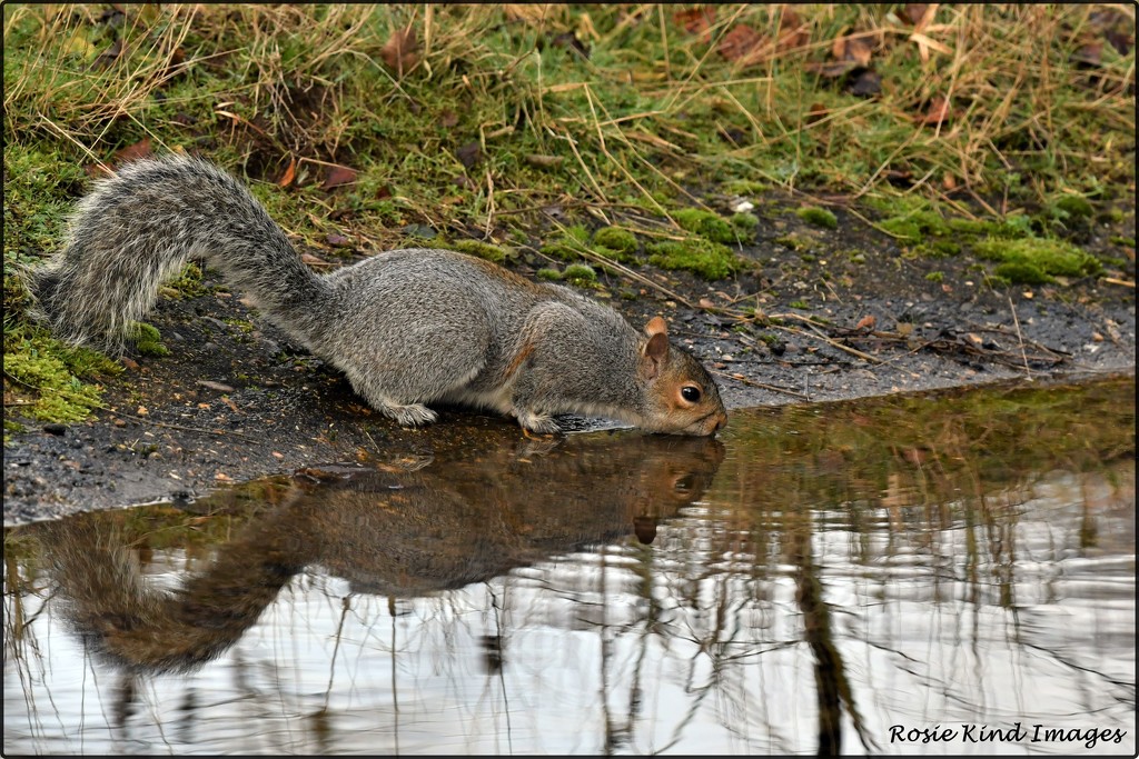 Thirsty squirrel by rosiekind