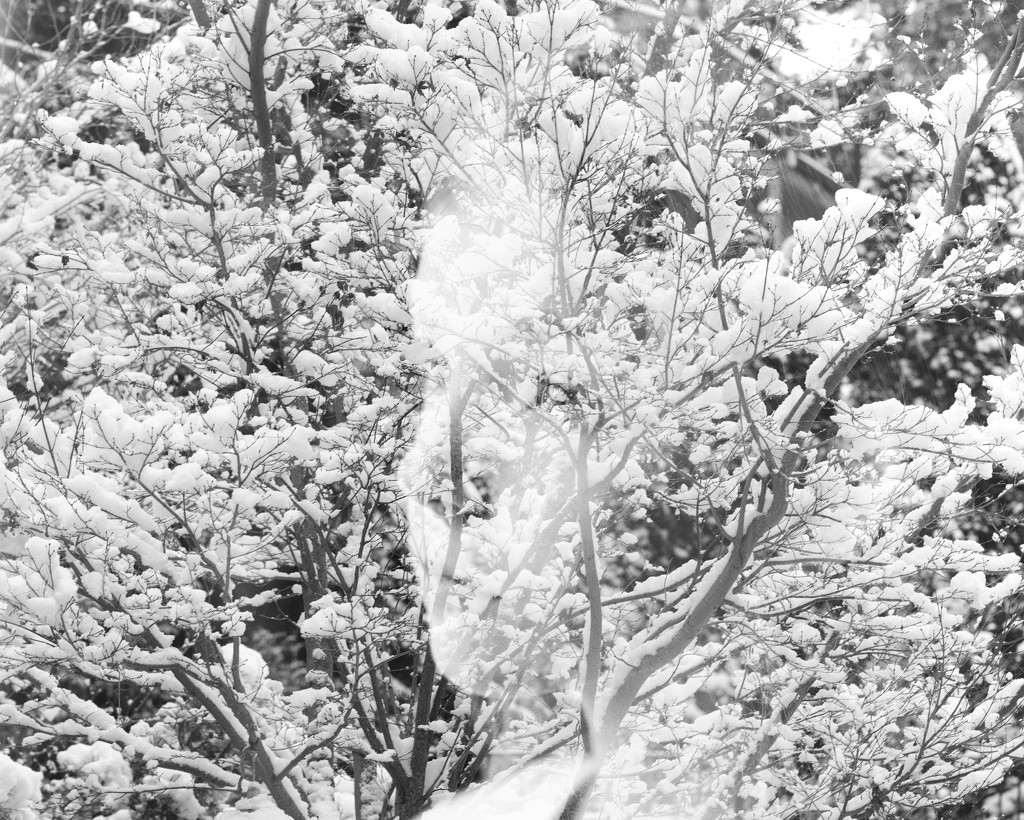 Winter Goddess by epcello