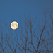 Low Moon by gardencat