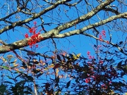 13th Jan 2020 - Bright Berries and Brown Branches