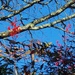 Bright Berries and Brown Branches by will_wooderson