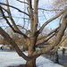 Tree in a frozen St James's Park 2010 by boxplayer