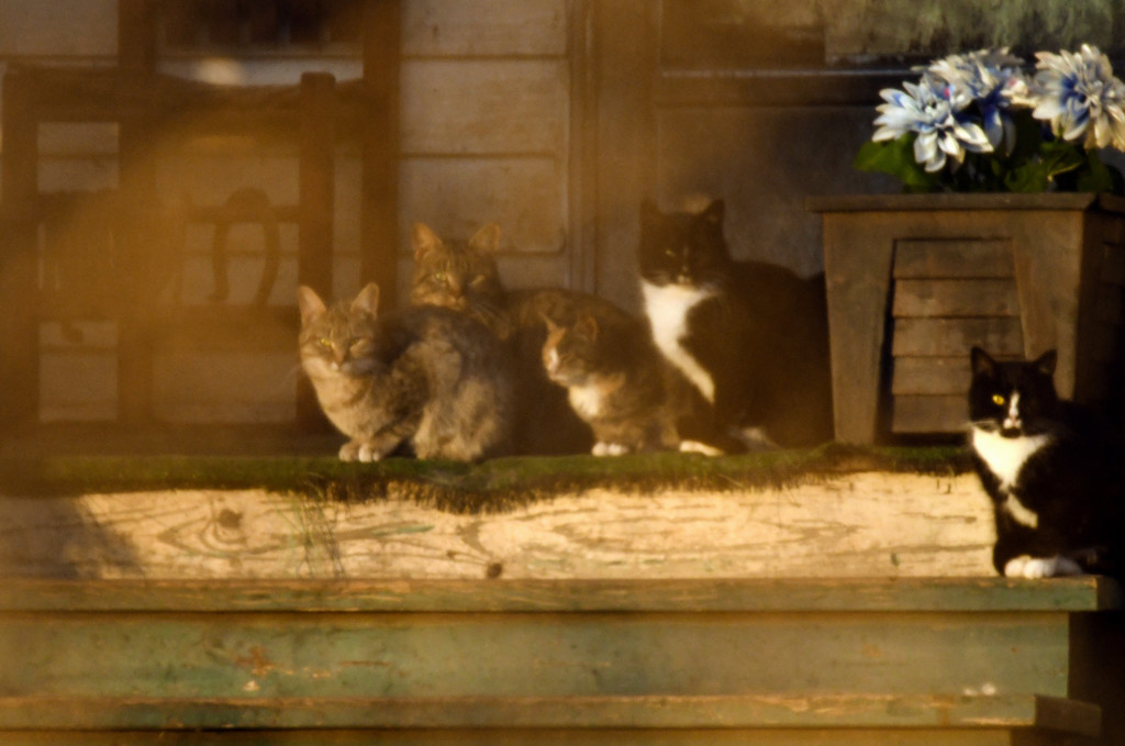 Five Cats on a Porch by kareenking