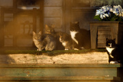 12th Jan 2020 - Five Cats on a Porch
