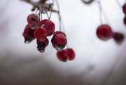 13th Jan 2020 - Berry-ly Hanging On