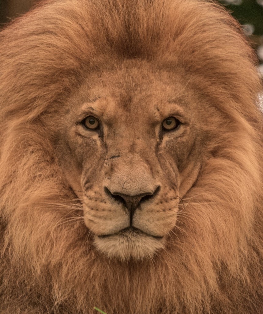 Zoo Animal Faces: Lion by creative_shots