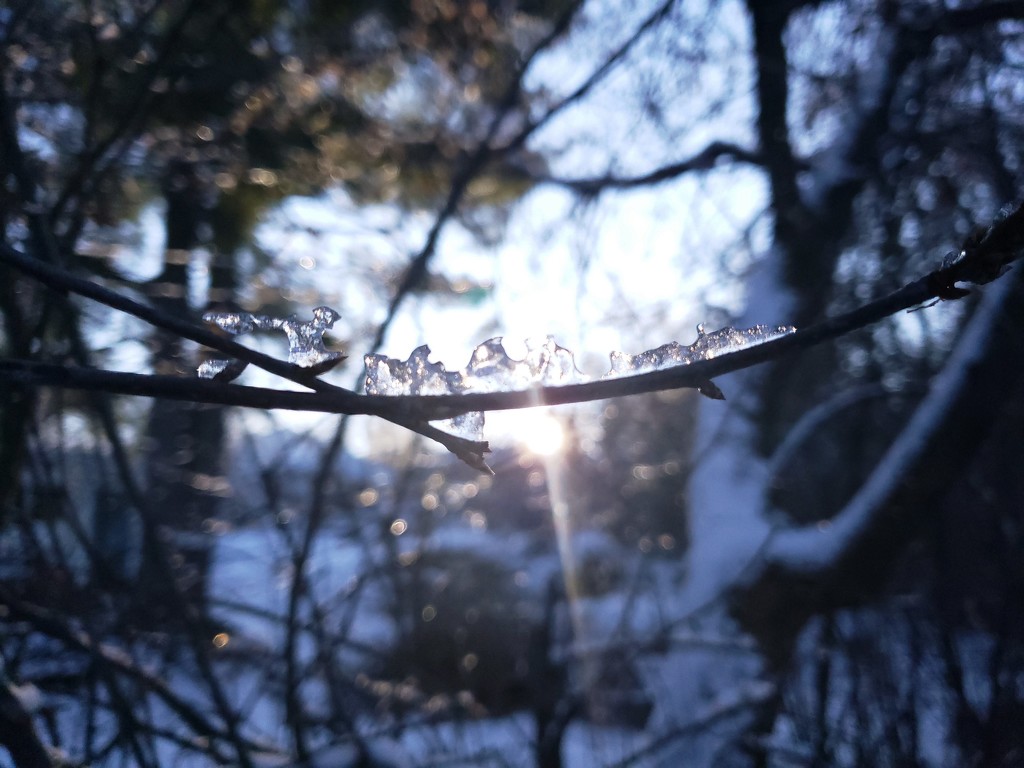 Light of Winter Morning by waltzingmarie