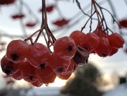 18th Dec 2019 - Fruits in Winter