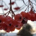 Fruits in Winter by waltzingmarie