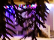 19th Dec 2019 - Christmas Lights under the Tree