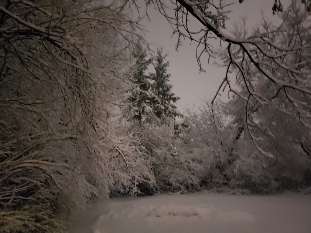 Winter Grey by waltzingmarie