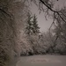 Winter Grey by waltzingmarie