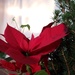 Poinsettia in Daylight by waltzingmarie