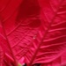 Poinsettia up close by waltzingmarie