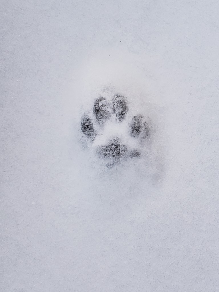 paw in the snow by waltzingmarie