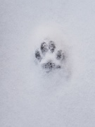 6th Dec 2019 - paw in the snow