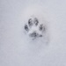 paw in the snow by waltzingmarie