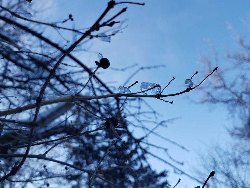 Winter Sky by waltzingmarie