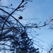 Winter Sky by waltzingmarie