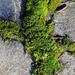 Moss Between the Patio Stones by kimmer50