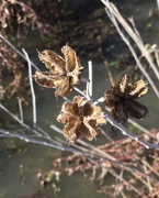 12th Jan 2020 - seed pods