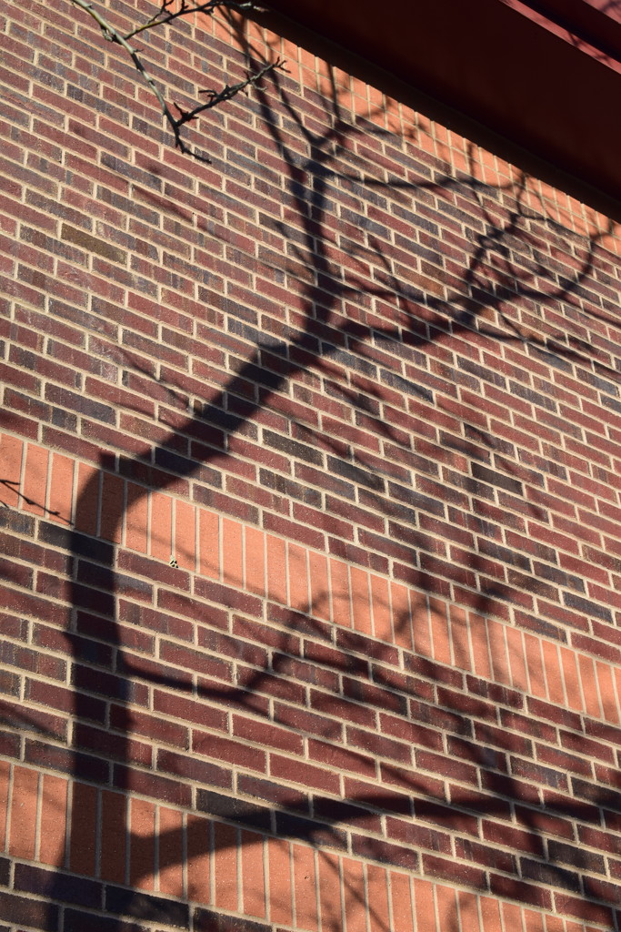 Tree shadows by sandlily