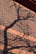 13th Jan 2020 - Tree shadows