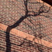 Tree shadows by sandlily